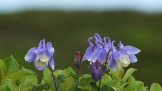 花の山：八甲田。