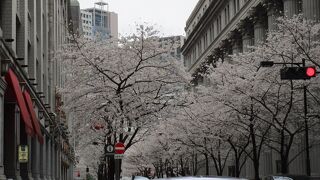 桜の時期に訪れた日本橋三越本店