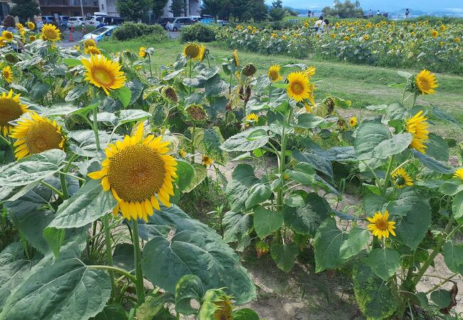 第１なぎさ公園 クチコミ アクセス 営業時間 守山 フォートラベル