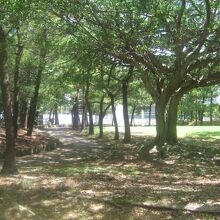 暑い日はこういう木陰を歩いて散策するのも気持ち良いですね。