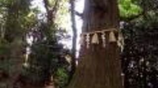 タコ杉の太さと高さは圧巻