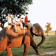 バングラデシュ☆ダッカ動物園で象に乗ったぞう～！