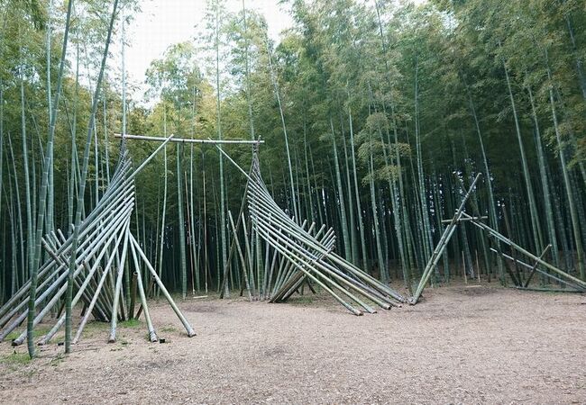 手入れされた美しい竹林