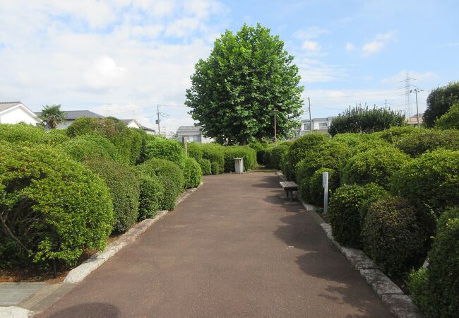 1000株以上のつつじが植えられています