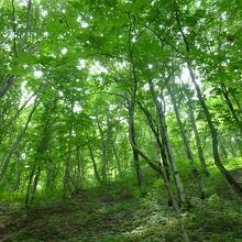 森林