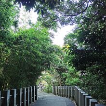 八大龍神社 の裏手