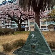 桜のピンクの花がちょうど満開で、とても鮮やかできれいでした