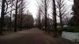 メインエントランスのイチョウ