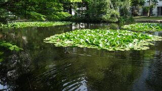 赤レンガ庁舎の方がしっくりきます