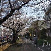 駅を挟んで川沿いを楽しむには桜の季節が一番です