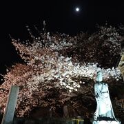 門の横の桜のライトアップがきれいでした