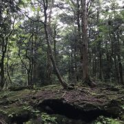 青木ヶ原樹海（富士五湖）：木々の薄暗い中