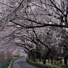 春の桜並木は見事です