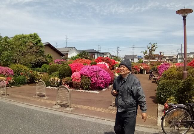 色鮮やかなツツジの花が満開