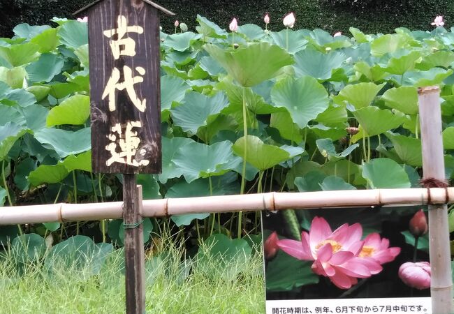 やった、今年も『古代蓮』の花が見られた！