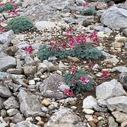 高山植物の女王コマクサや希少な植物を見る事ができました。