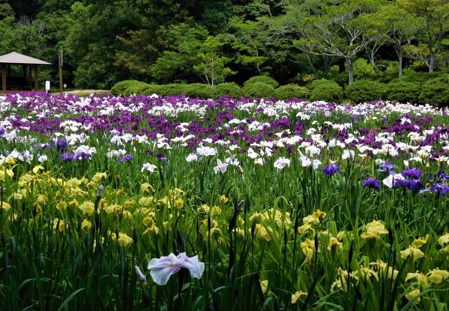 白系や紫、黄色の菖蒲が咲いていました。