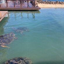 プールで泳ぐウミガメ