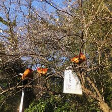 黄金のニワトリが木に。梅とともに。