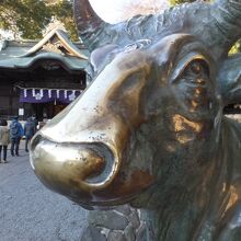 撫でられて光る牛。