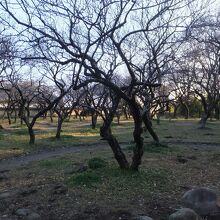 梅園。ちっと早かった。