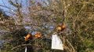 ニワトリがいっぱい。