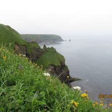 断崖に咲くエゾカンゾウ
