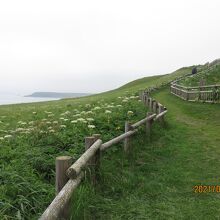 岬の遊歩道とシシウドの花