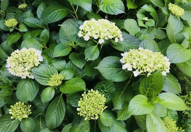 花のみち クチコミ アクセス 営業時間 宝塚 フォートラベル