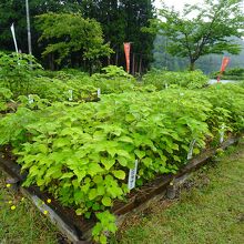 世界各地のからむしが展示