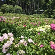 服部農園あじさい屋敷／茂原(千葉）