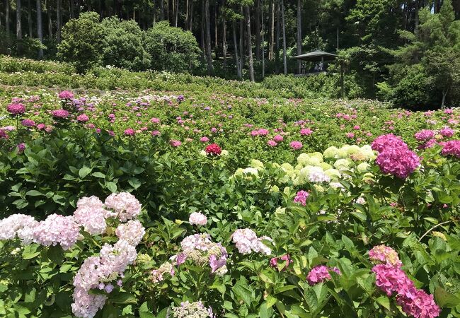 紫陽花屋敷の開花状況下見 くますけ ぇるのブログ くますけ ぇるのページ みんカラ