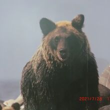 パネル・山の神＝ヒグマ