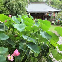 本堂の前の蓮の花も綺麗なピンク色でした