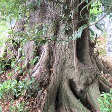 墓地にあるスダジイに包まれたお地蔵様