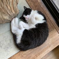 いつの間にか住み着いたという”モノクロ”ちゃん