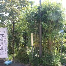 土方歳三手植えの竹