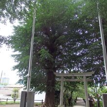 弥生神社二の鳥居と大木