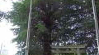 海老名文化財巡りで弥生神社に寄りました