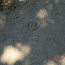 遊歩道では鹿？の足跡が、見回しても見つかりませんでした