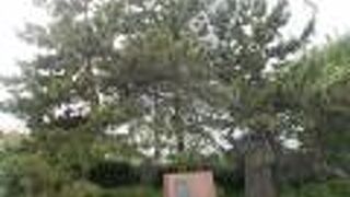 隅田川沿いにある松です。