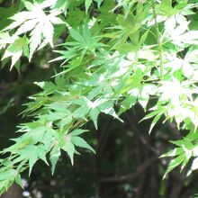 夏の日差しに光るもみじの葉も素敵です