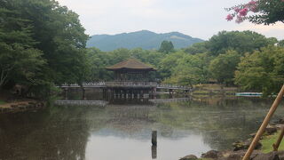百日紅が咲き始めていました ♪