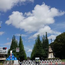 青山通りから見た銀杏並木