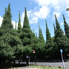 銀杏の剪定が見事です