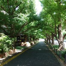 お散歩に気持ちの良い並木道