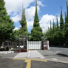 並木の途中で行き止まりです