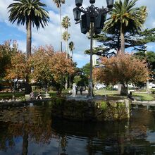 公園中央の人工池に背の高い椰子の木