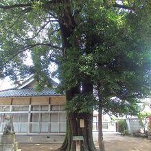 和田稲荷神社ご神木シラカシの木