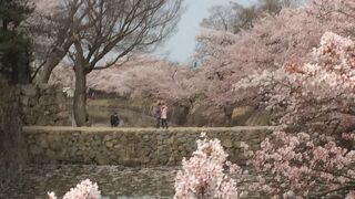 桜の名所です。